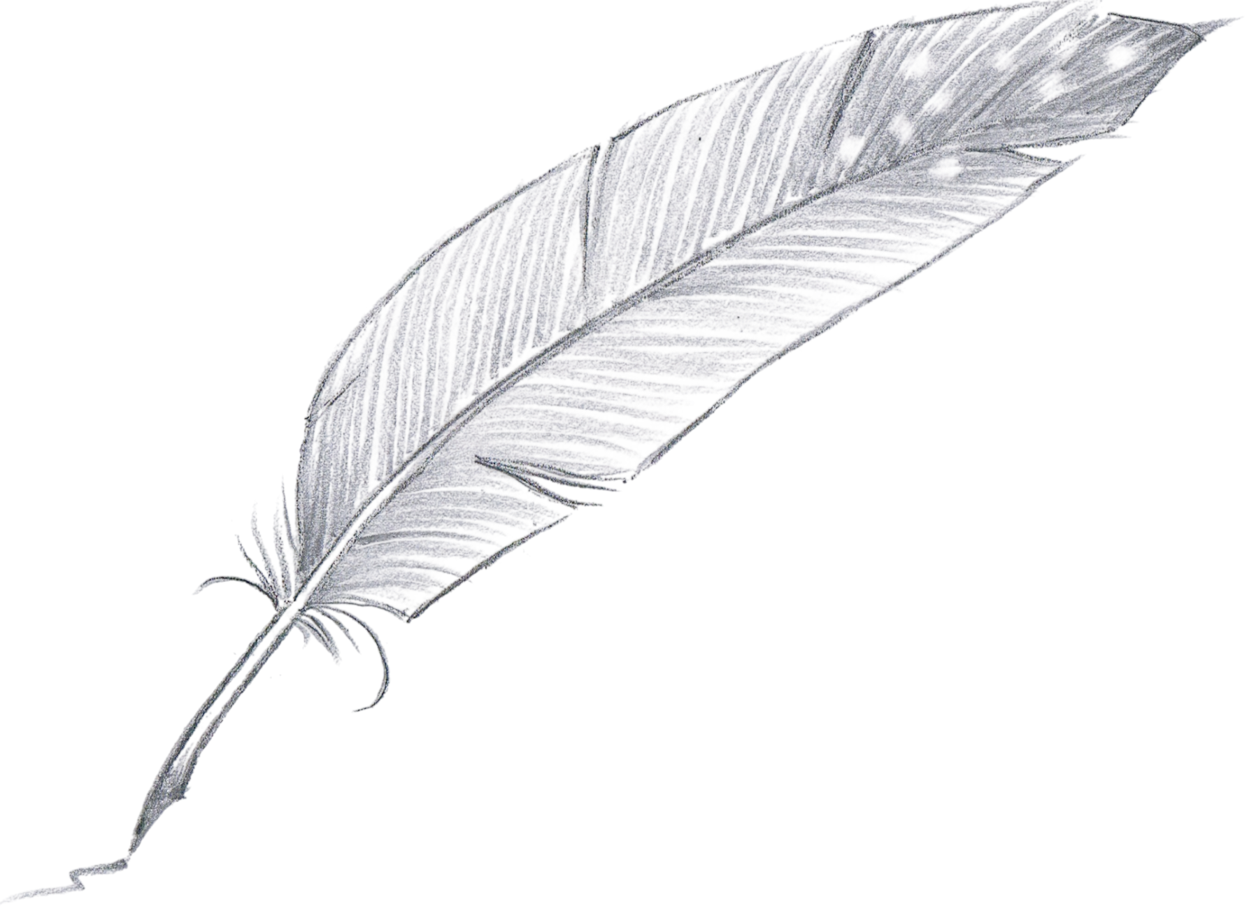 Pencil sketch of a feather on a white background